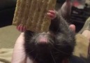 This rat takes enjoying your food to the next level Credit - ViralHog