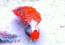 This Red Peacock is extremely beautiful!