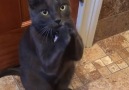 This rescue cat has the cutest way of begging and he gets whatever he wants