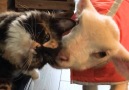 This rescue cat saved a lambs life (via Dodo Impact)