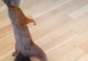 This rescue squirrel loves to play with her toys just like a dog!