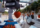 This robotic strawberry harvester saves farmers hours of time and effort