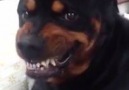 This Rottweiler practicing his mean face just made my day
