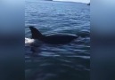 This seal just got seriously lucky after being chased by a pod of orcas!