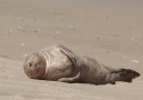 This seal pup makes life look so easy
