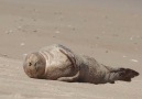 This seal pup makes life look so easy