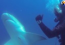 This shark keeps thanking a diver for saving her life