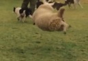 This sheep plays with her dog friends in the cutest way