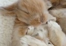This sleepy baby bunny is dreaming of carrots