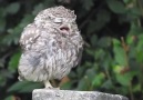 This sleepy little owl is me BBC Springwatch