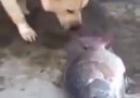 This smart and kind dog tries to save the fish out of water!