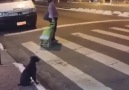 This smart dog knows exactly when to cross the street!!!Credit ViralHog