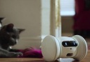 This smart robot will take care of your beloved pet