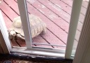 This smart tortoise can open the door by himself... Amazing! Credit ViralHog