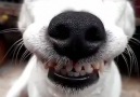 This smiling dog and his insect best friend is everything you need to see today