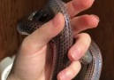 This snake looks amazing!