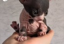 This Sphynx kitten is just adorable!