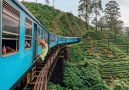 This Sri Lankan rail journey is beautiful.. Who you getting a ticket with