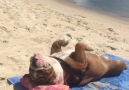 This Sunbathing Bulldog Is Everything
