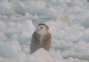 This superb owl is watching the weekend fly by.