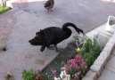 This swan is a real gardener!