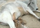 This sweet cow has adopted four puppies