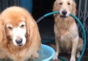 This sweet old dog knows how to relax and make his friends help