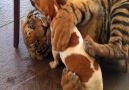 This tiger and dog are best friends