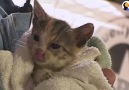 This tiny kitten was trapped in a wall - but rescuers made sure she was safe