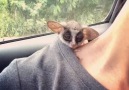 This tiny sleepy bush baby will make your day!