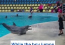 This toddler and dolphin playing is the cutest thing ever!