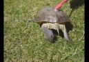 This Turtle will probably make your day xD