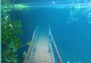 This underwater forest is surreal!