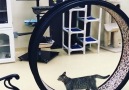 This wheel is a treadmill for indoor cats.