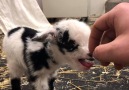 This will melt your heart sound on