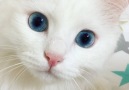 Those blue eyes!