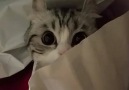 Those eyes!By instagram.commugimeshi323