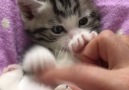 those tiny paws...