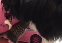 Three Foster Kittens Enjoy Playing In A Barbie Van