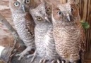 three owls