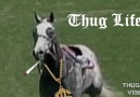 #ThugHorse