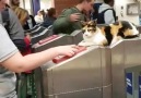Ticket check-meow
