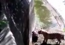 Tiger attack on zoo cleaning staff in Delhi