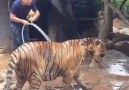 TIGER BATH