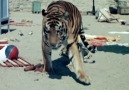 Tigers on the Beach