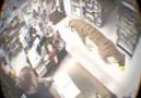 Tiger Walks Right Into This Store! Caught On Surveillance Came...