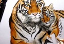 Tigress Colored Pencil Drawing Via bit.ly2uDDOSI