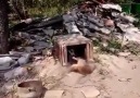 TILKI KOPEK KULUBESINE GIRERSE NE OLUR