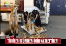 TİLKİLERİ KÜRKLERİ İÇİN KATLETTİLER!