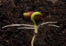 Time lapse Kidney bean - 25 day growth via @weareplanet on Instagram